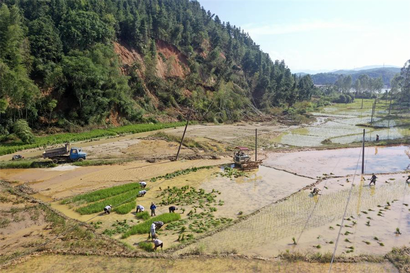 Photo prise par un drone de villageois repiquant le riz dans le bourg de Xingning, à Zixing, dans la province chinoise du Hunan (centre), le 7 ao?t 2024. (Photo : Li Ke)