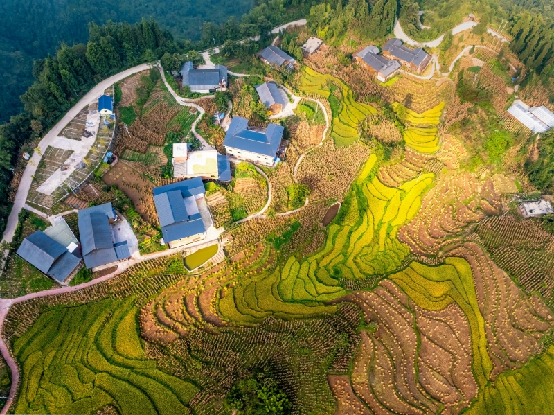 Yunnan : les paysages pittoresques de terrasses de montagne de Suijiang