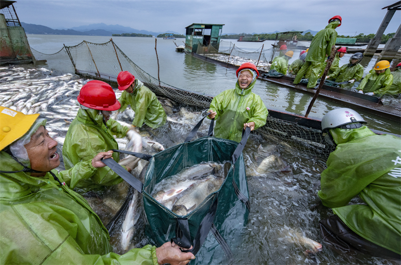 Jiangxi : une riche pêche d'automne de 50 tonnes de poisson à Xinyu