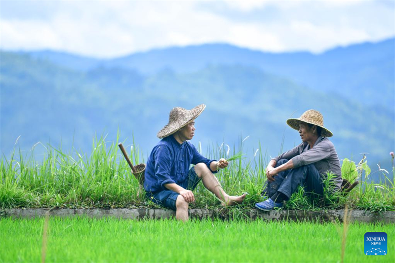 Guizhou : un dipl?mé universitaire se consacre à la recherche et à la protection des anciennes variétés de cultures à Liping